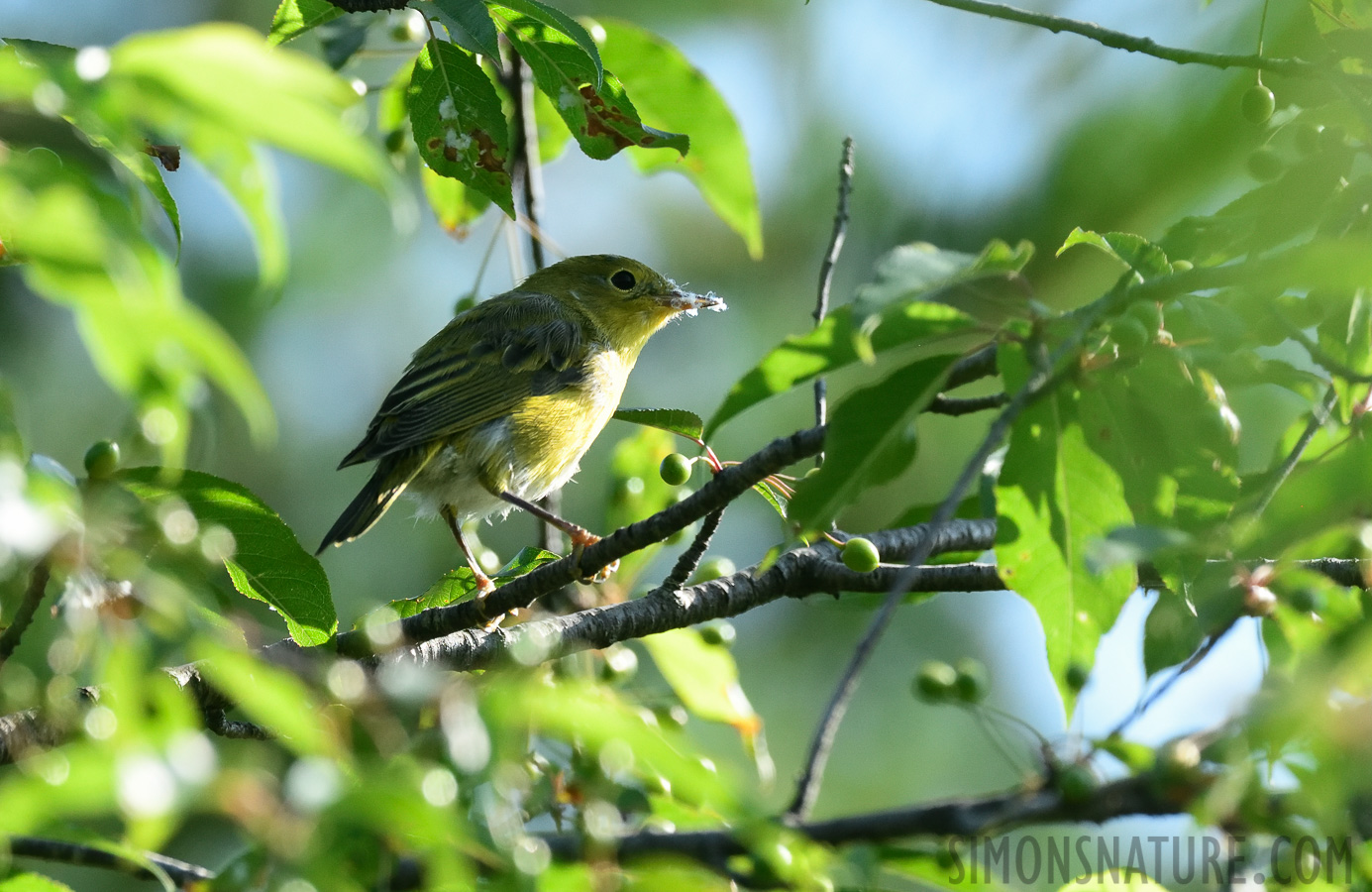 Setophaga petechia [400 mm, 1/1250 sec at f / 8.0, ISO 1600]